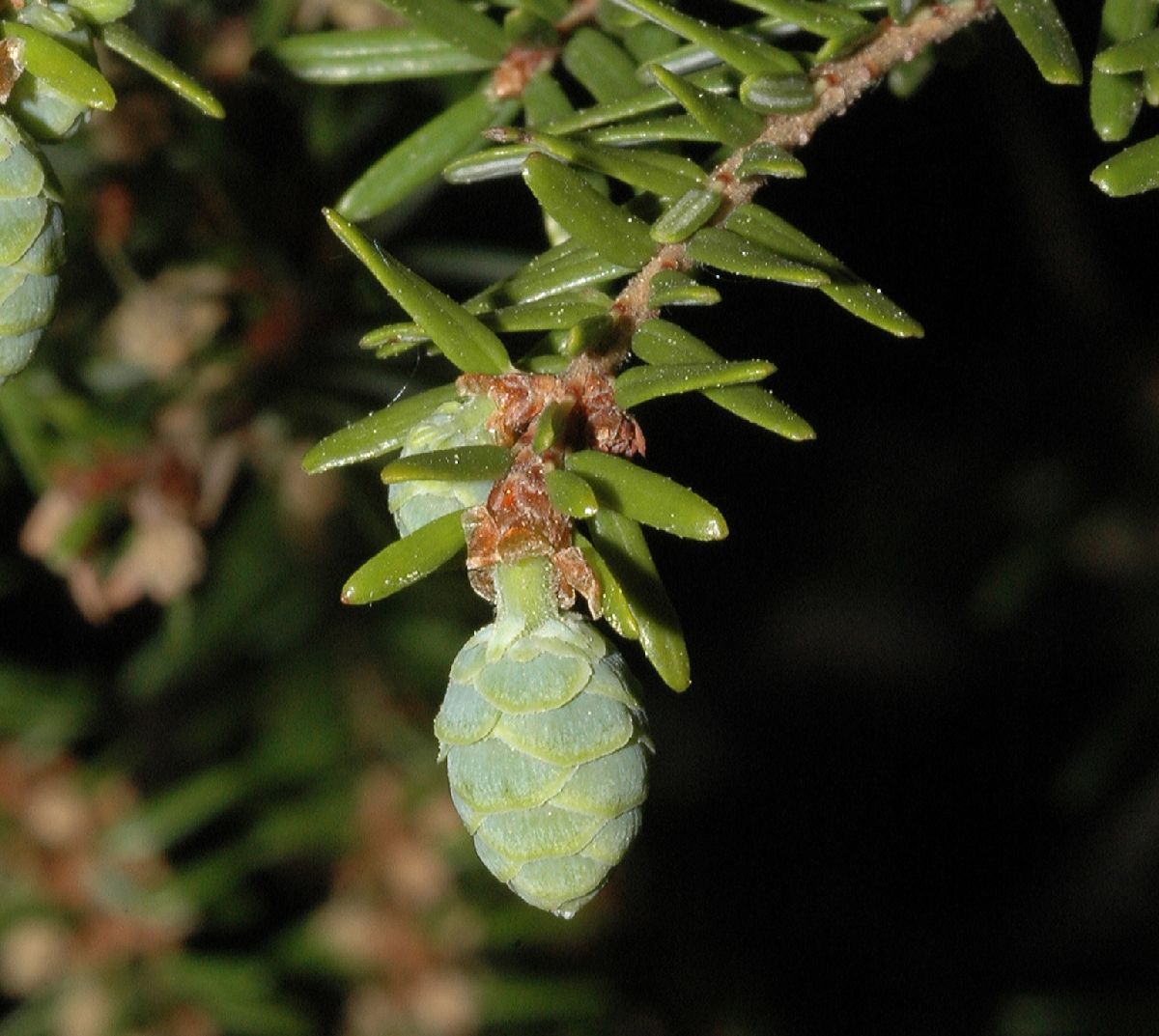 Pinaceae Tsuga canadensis