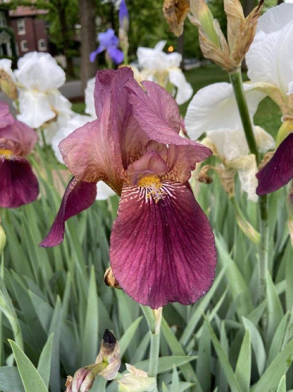 Iridaceae Iris germanica