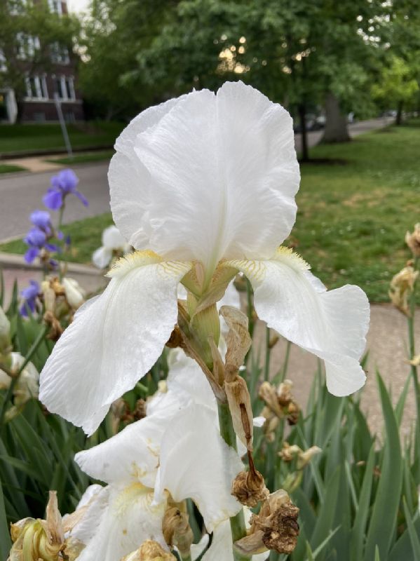 Iridaceae Iris germanica