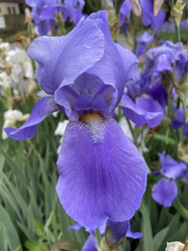 Iridaceae Iris germanica