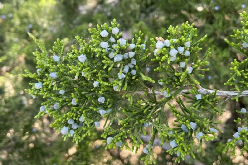 Cupressaceae Juniperus virginiana