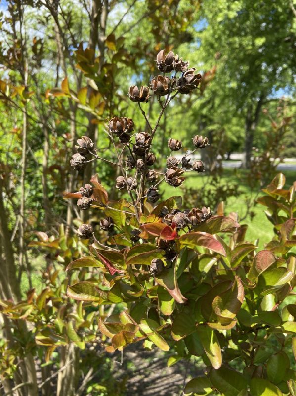 Lythraceae Lagerstroemia indica