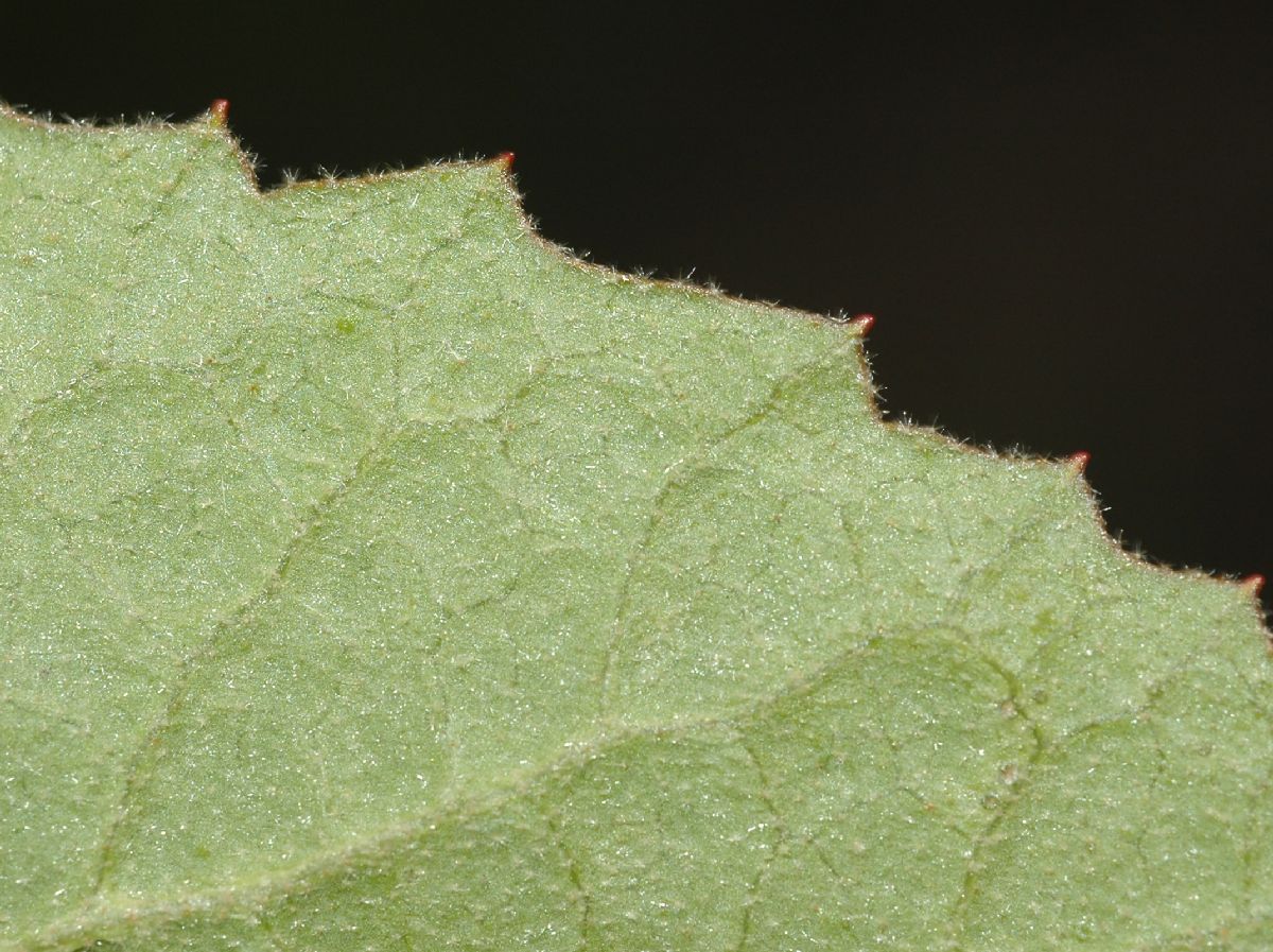 Adoxaceae Viburnum carlesii