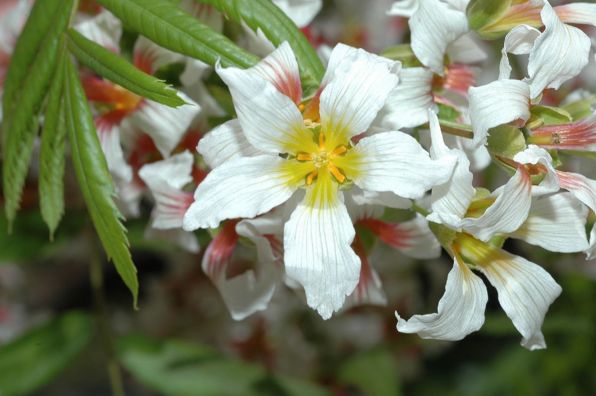 Sapindaceae Xanthoceras sorbifolia