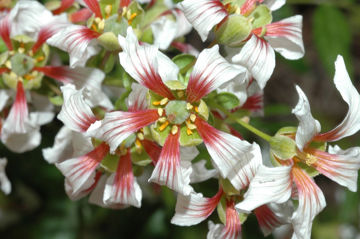 Sapindaceae Xanthoceras sorbifolia