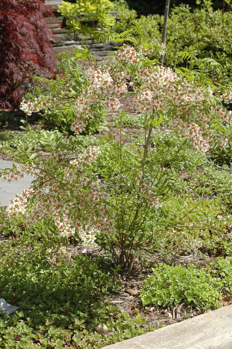 Sapindaceae Xanthoceras sorbifolia