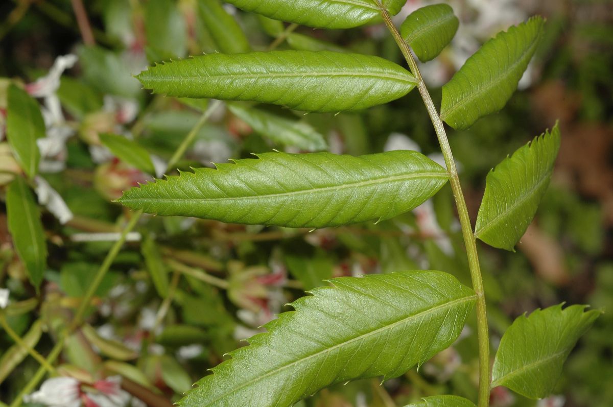 Sapindaceae Xanthoceras sorbifolia