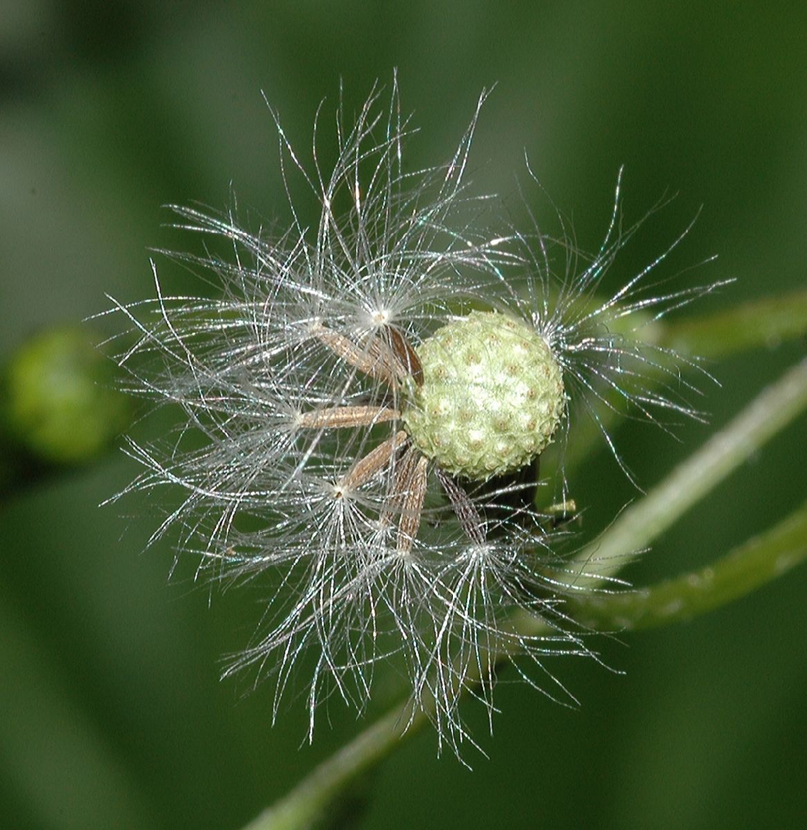 Asteraceae Senecio vulgaris