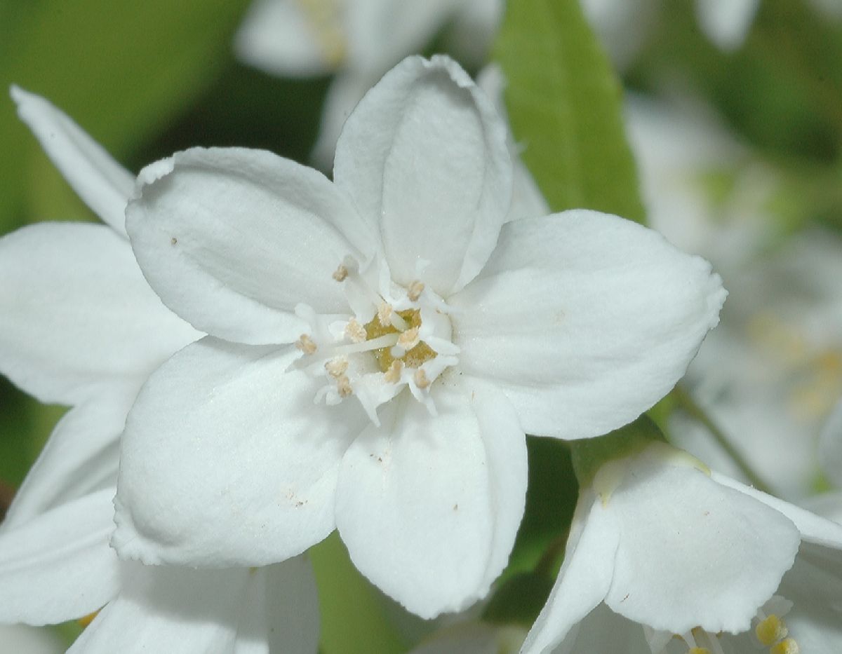 Hydrangeaceae Deutzia gracilis