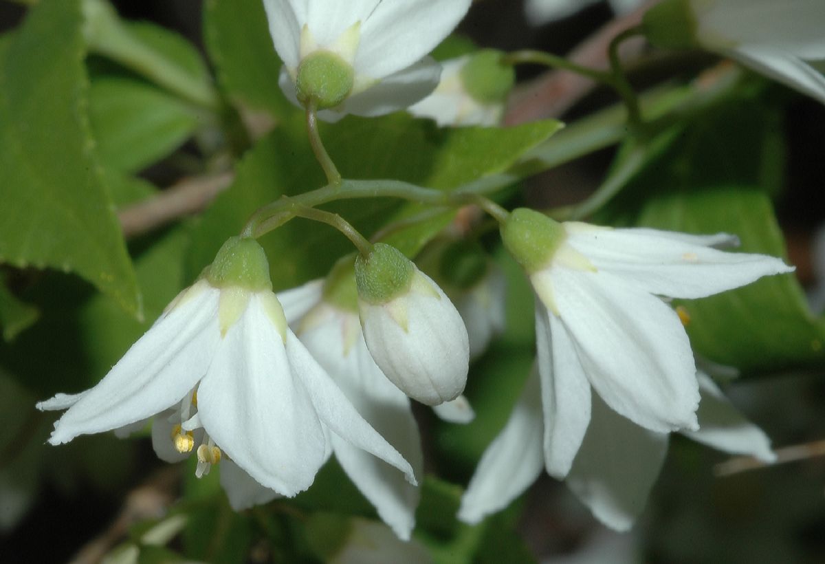 Hydrangeaceae Deutzia gracilis