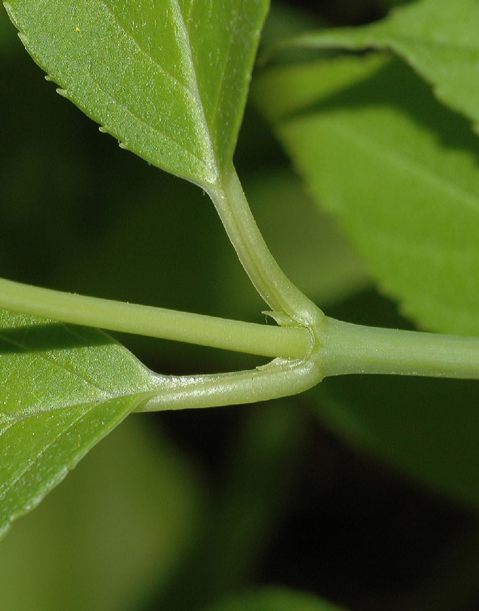 Hydrangeaceae Deutzia gracilis