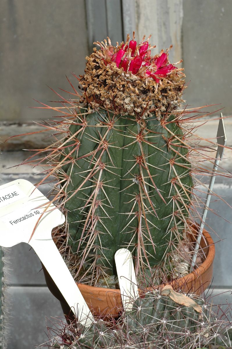 Cactaceae Melocactus erythracanthus