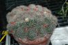 image of Mammillaria prolifera