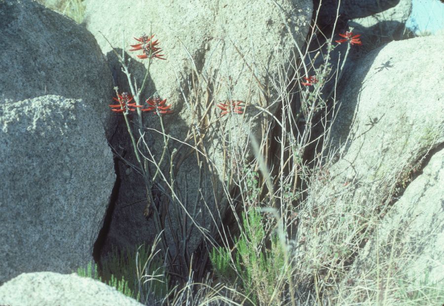 Fabaceae Erythrina flabelliformis