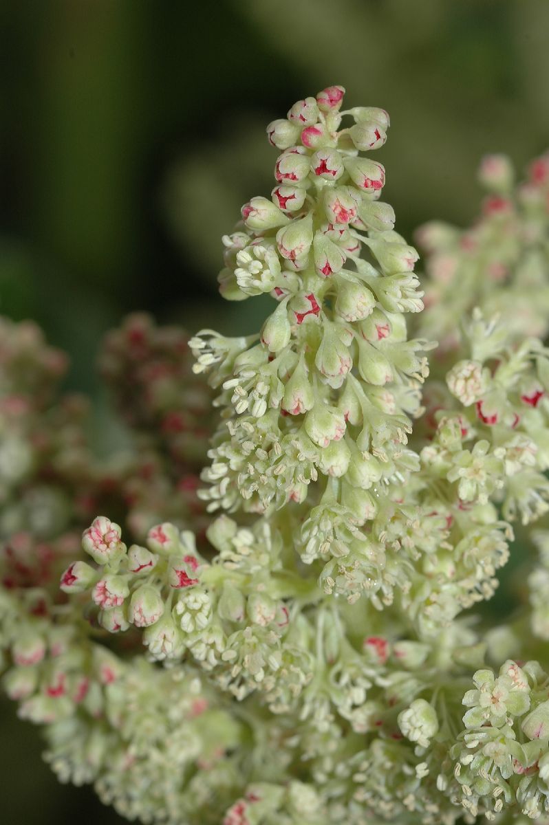 Polygonaceae Rheum officinale