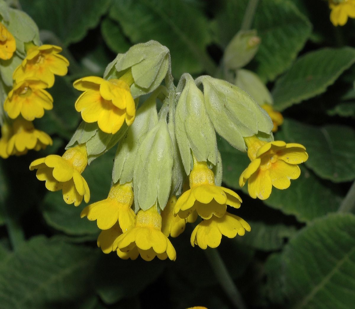 Primulaceae Primula veris