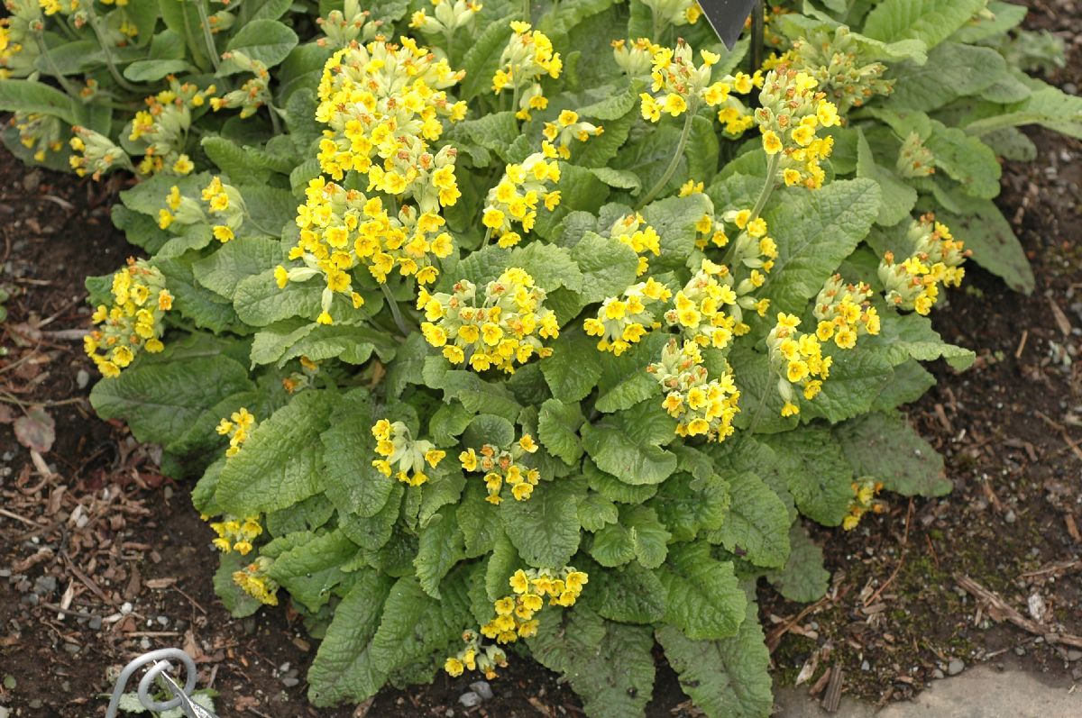 Primulaceae Primula vulgaris