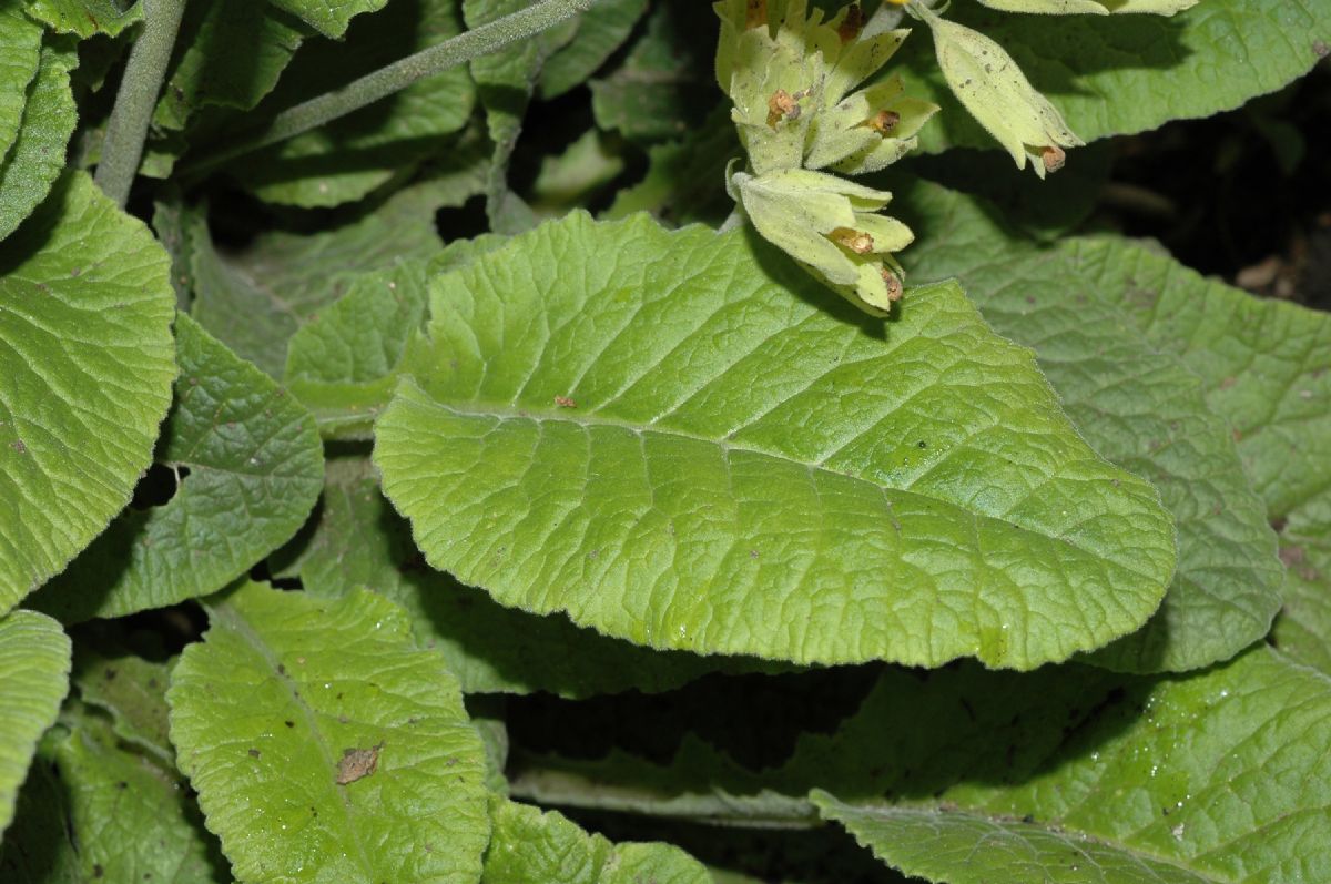 Primulaceae Primula vulgaris