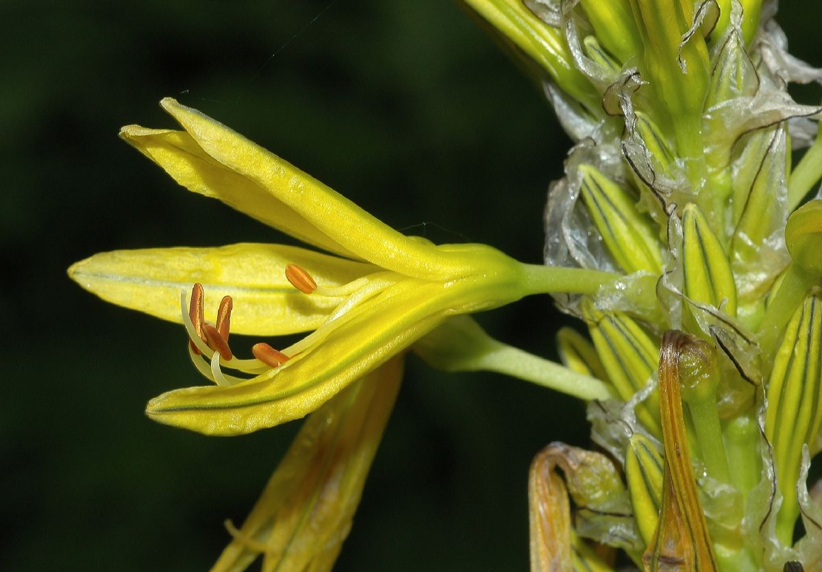 Asphodelaceae Asphodeline lutea