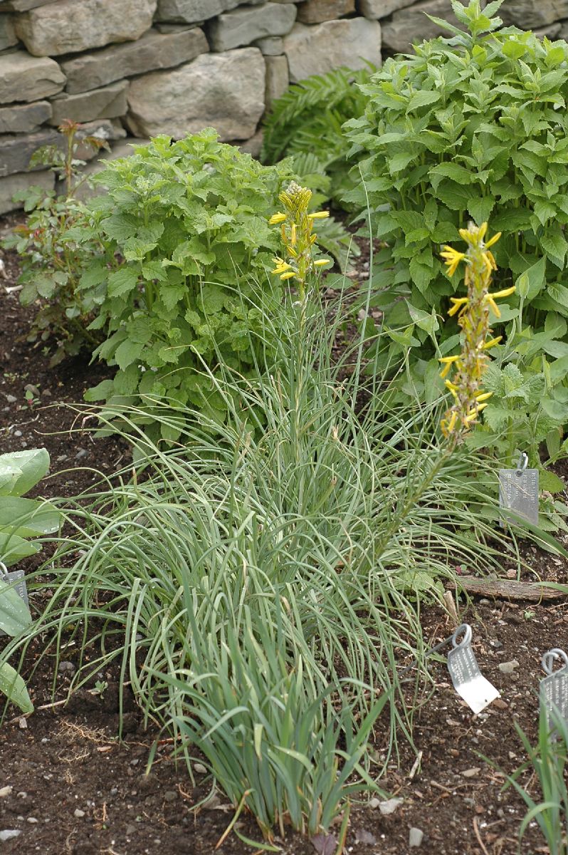 Asphodelaceae Asphodeline lutea