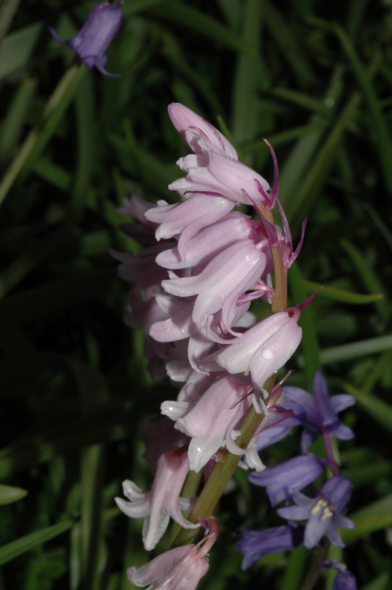 Hyacinthaceae Hyacinthoides non-scripta