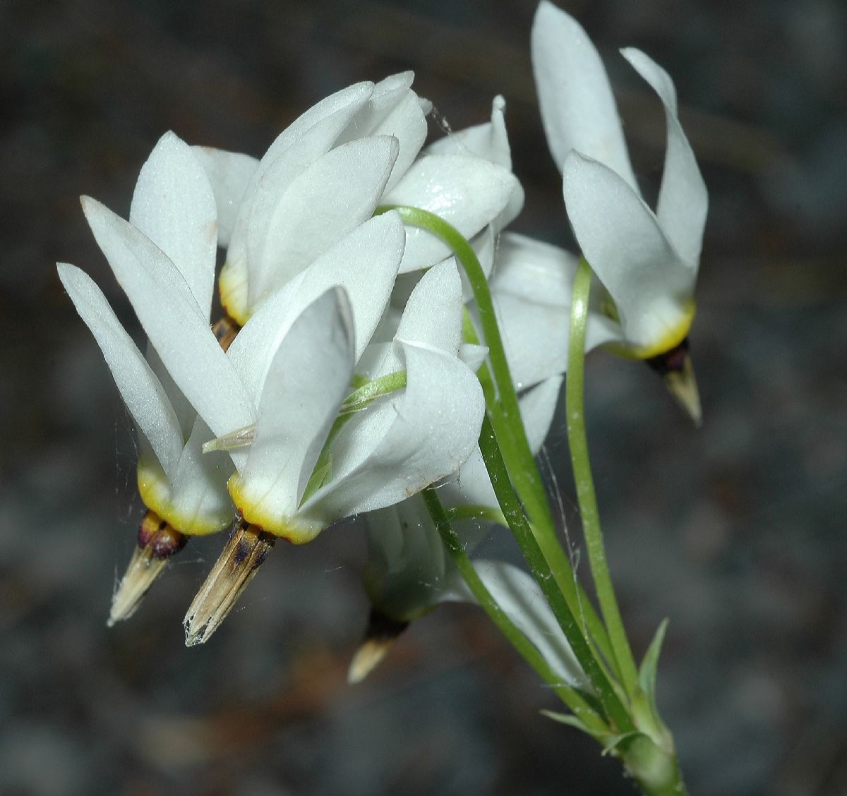 Primulaceae Dodecatheon meadia