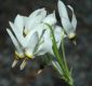 image of Dodecatheon meadia