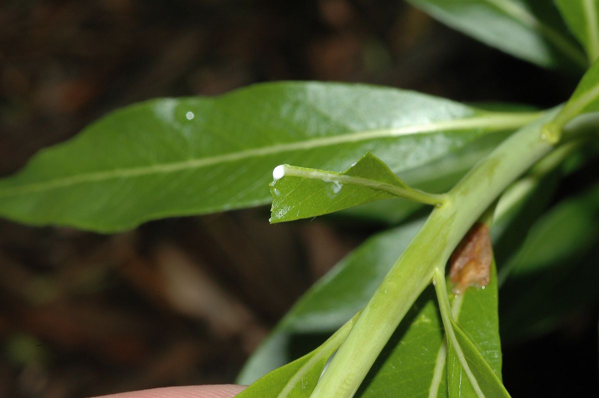 Apocynaceae Amsonia tabernaemontana