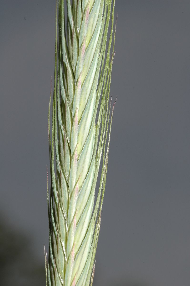 Poaceae  