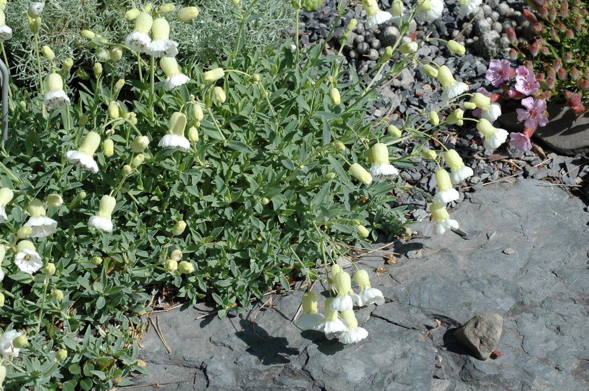 Caryophyllaceae Silene maritima