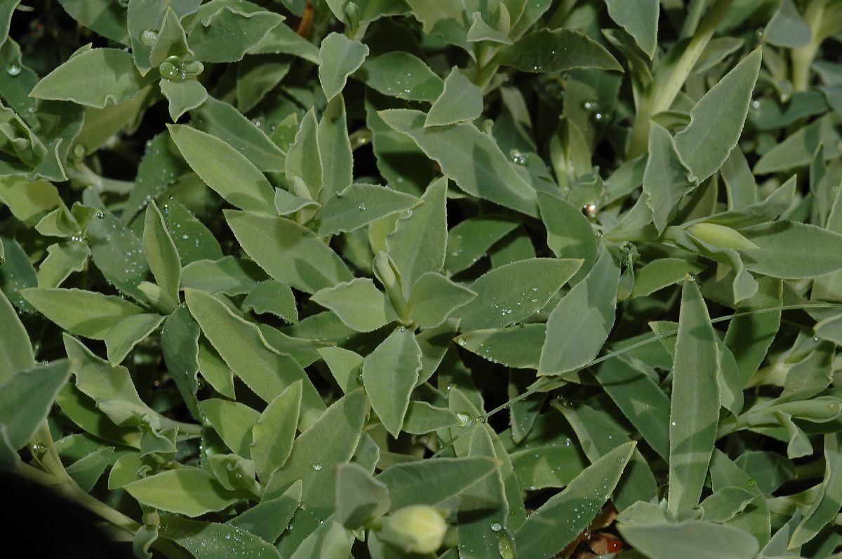 Caryophyllaceae Silene maritima