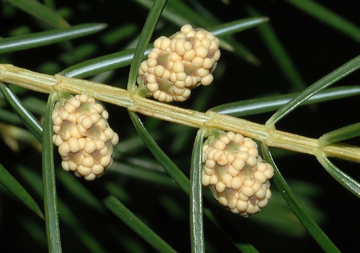 Cupressaceae Juniperus rigida