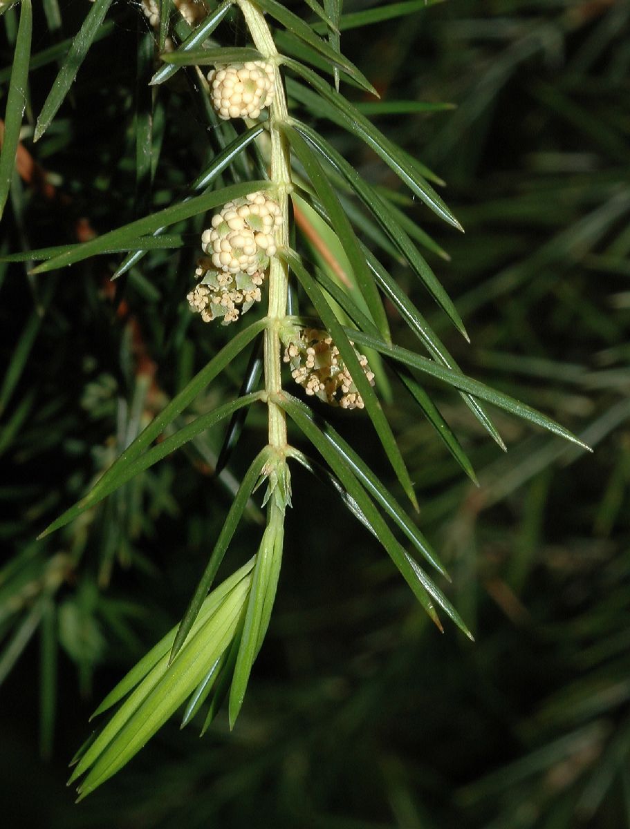 Cupressaceae Juniperus rigida