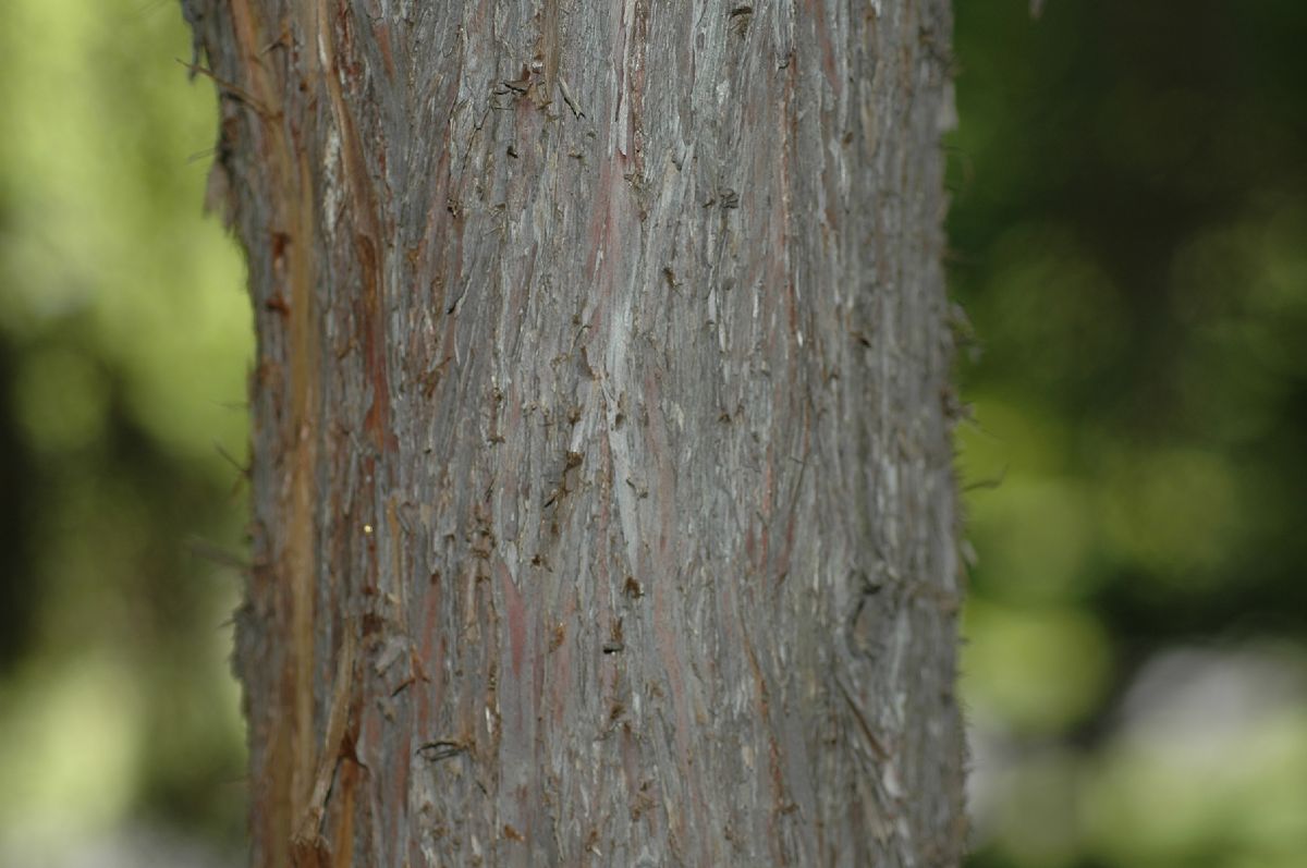 Cupressaceae Juniperus rigida