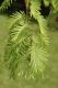 image of Metasequoia glyptostroboides