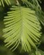 image of Metasequoia glyptostroboides