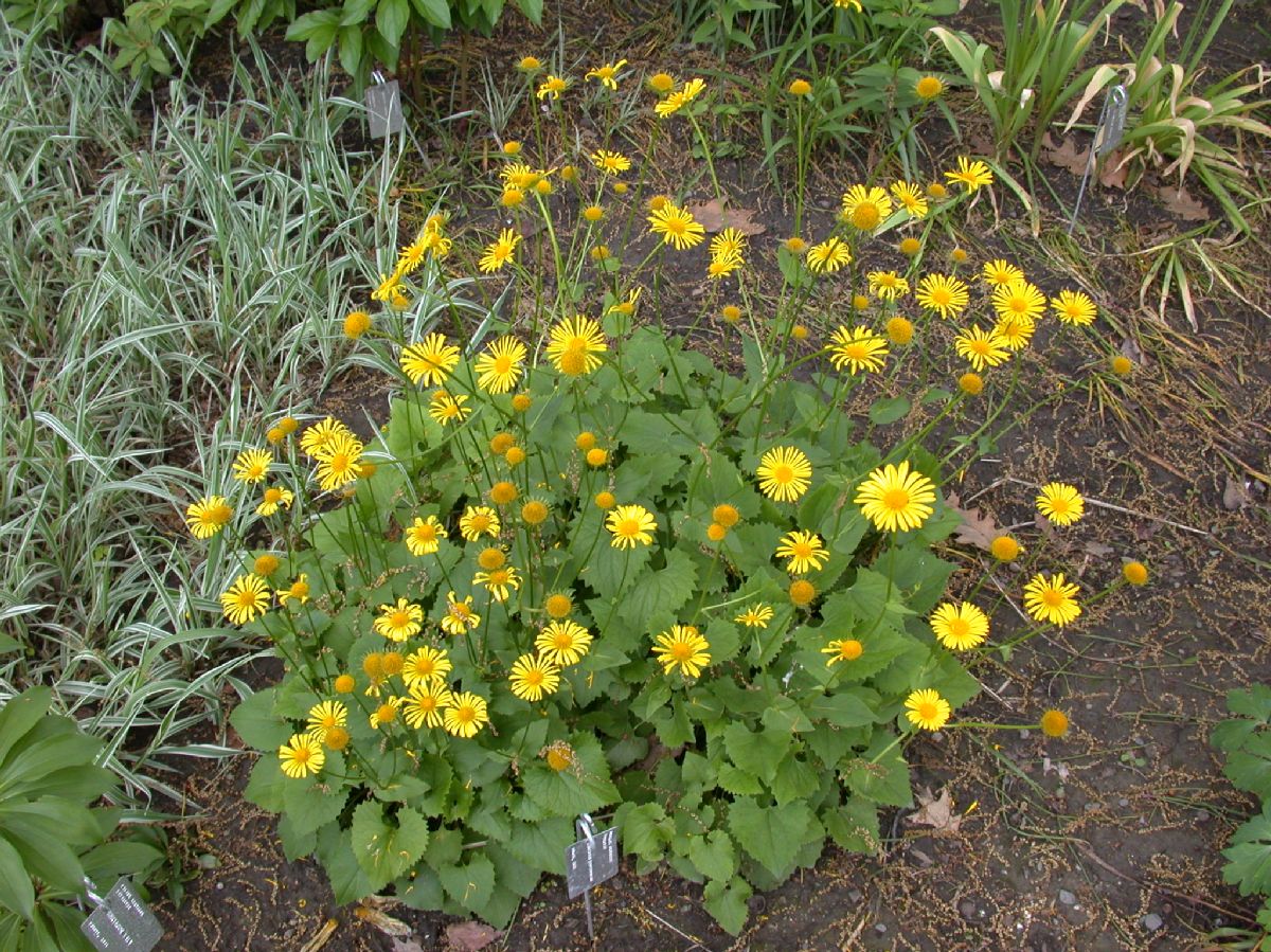 Asteraceae Doronicum orientale