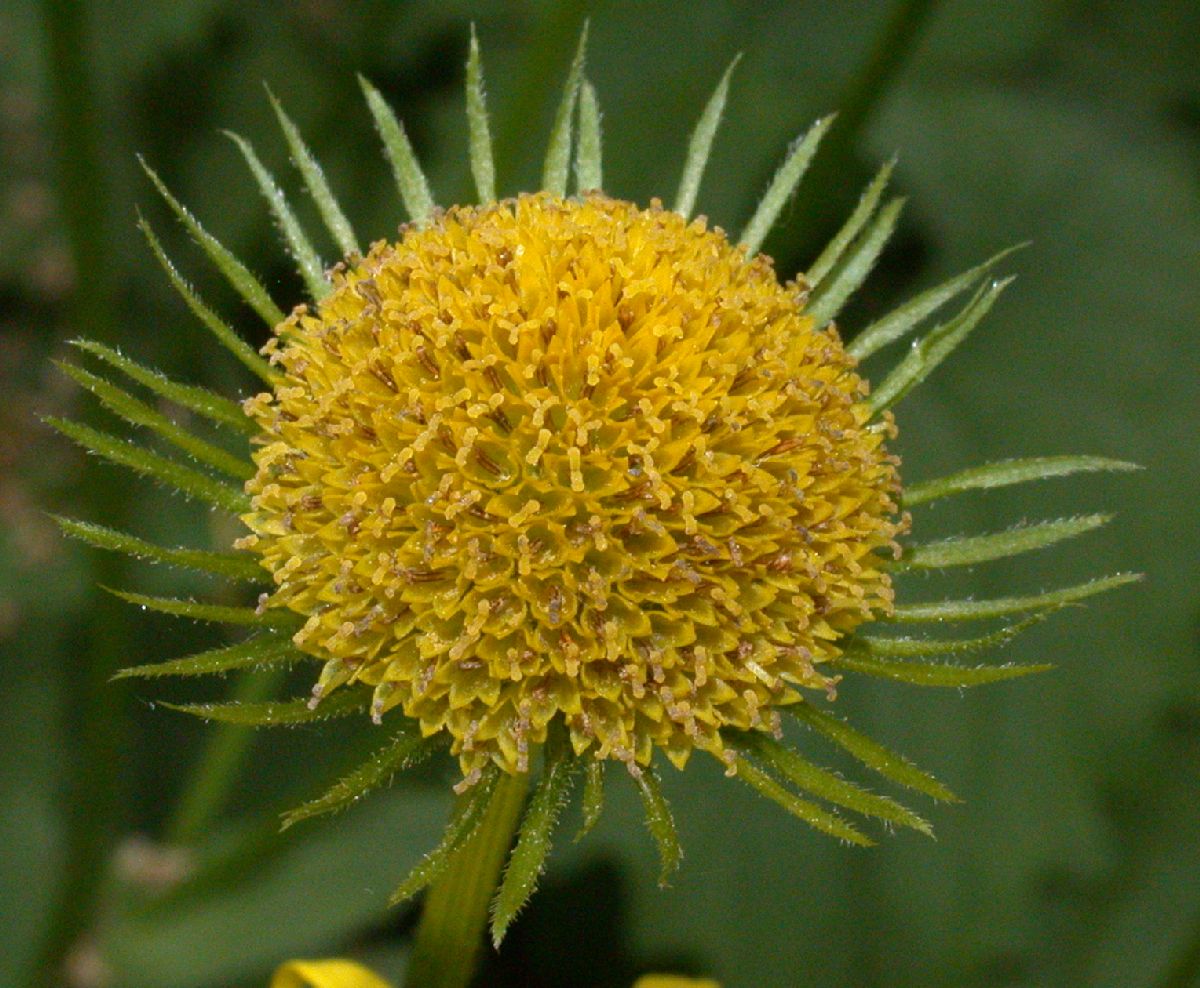 Asteraceae Doronicum orientale