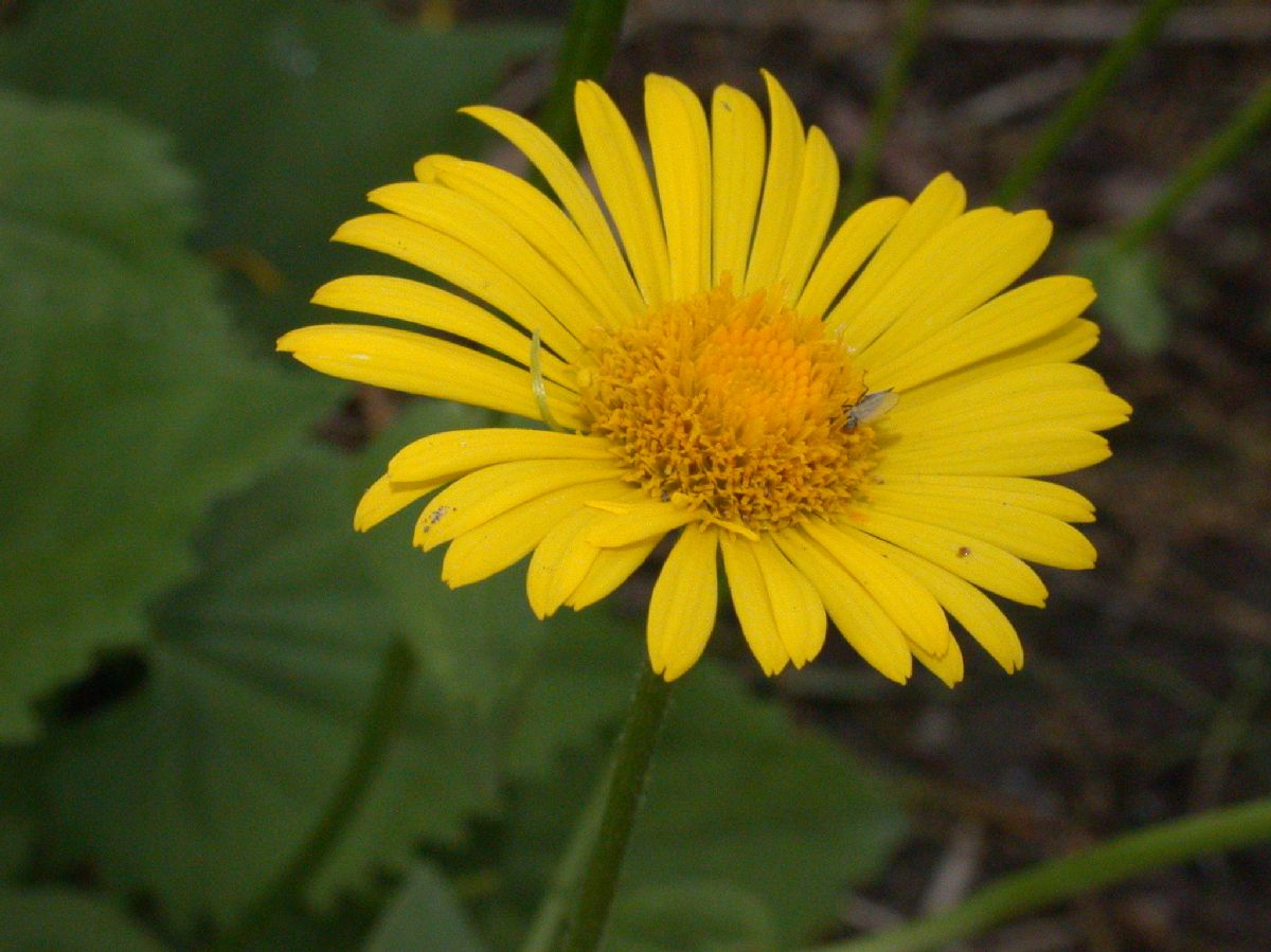 Asteraceae Doronicum orientale