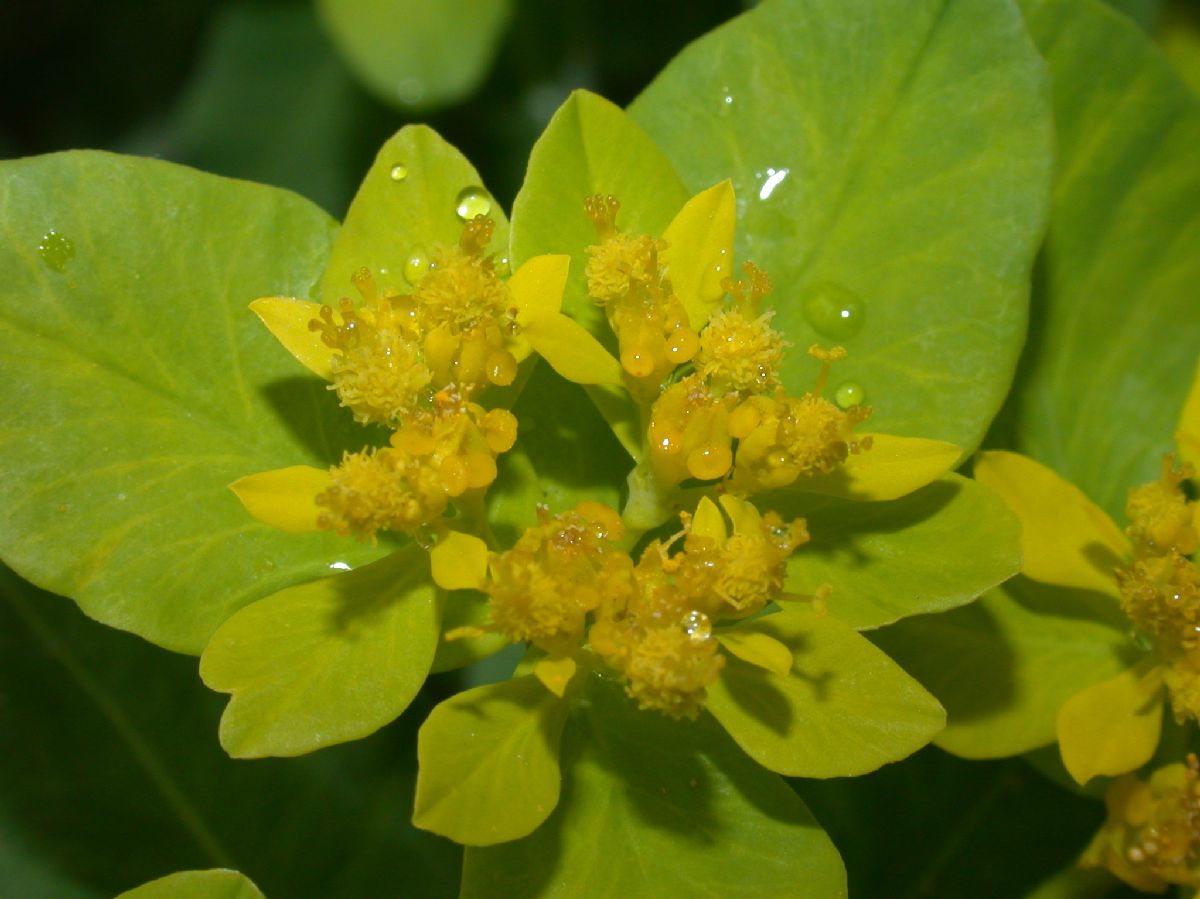 Euphorbiaceae Euphorbia dulcis