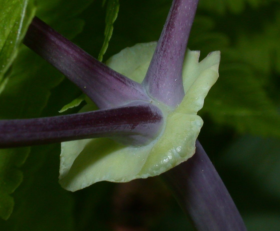 Ranunculaceae Thalictrum 
