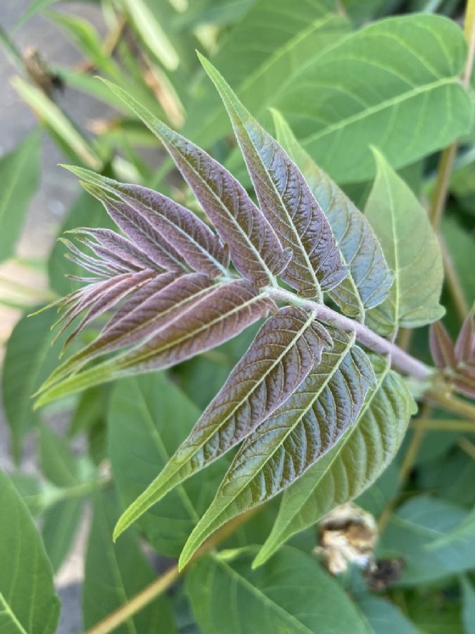 Simaroubaceae Ailanthus altissima