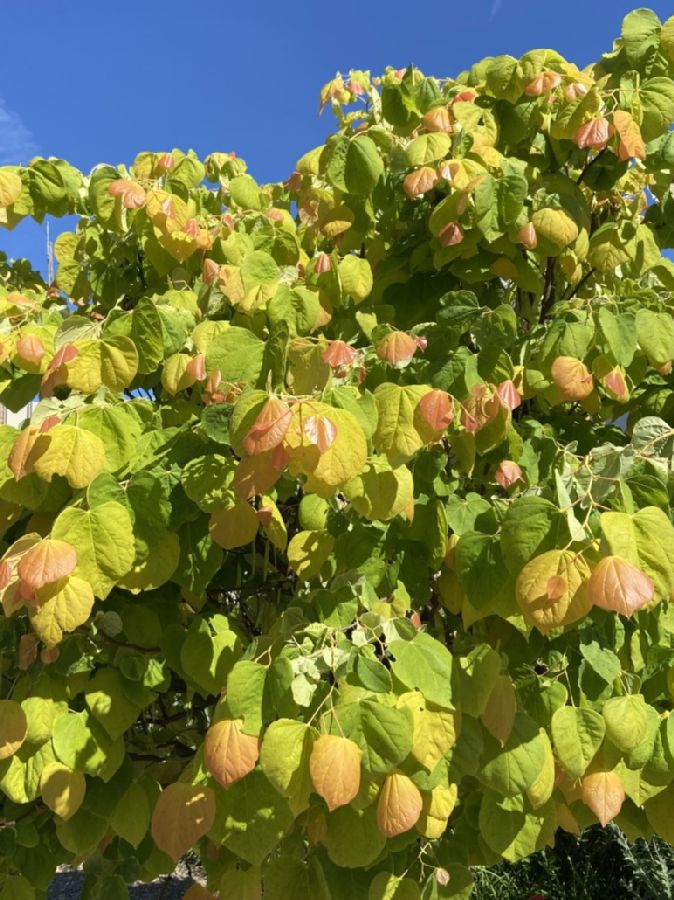 Fabaceae Cercis canadensis