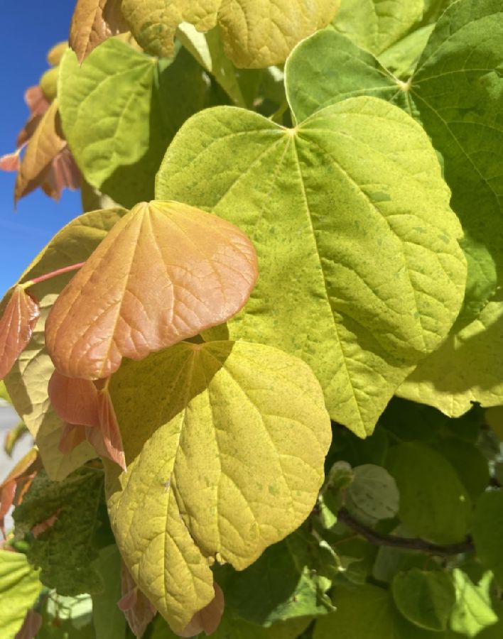 Fabaceae Cercis canadensis