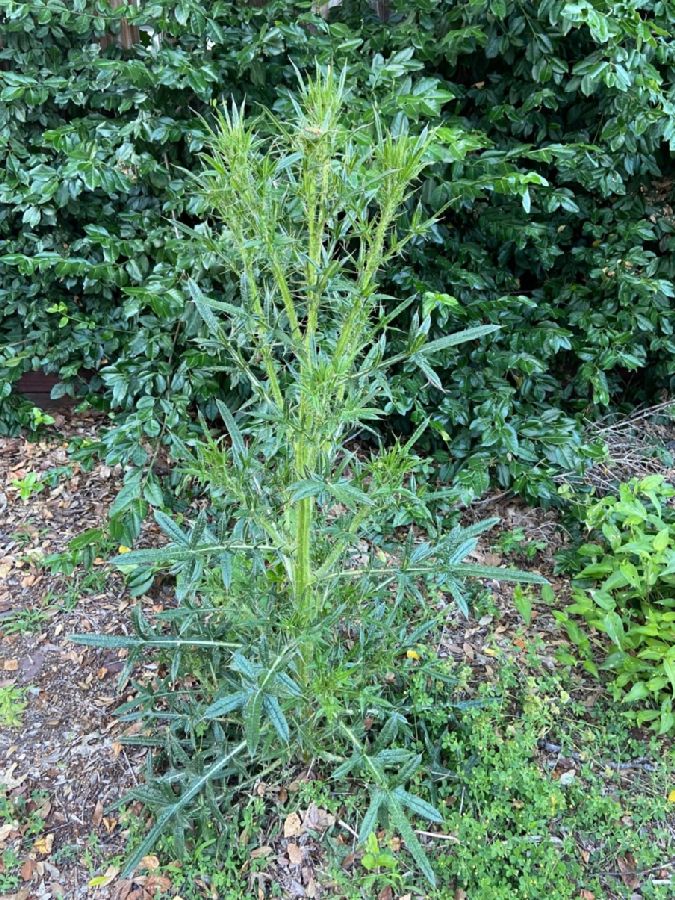 Asteraceae Cirsium 