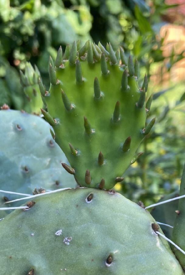 Cactaceae Opuntia compressa