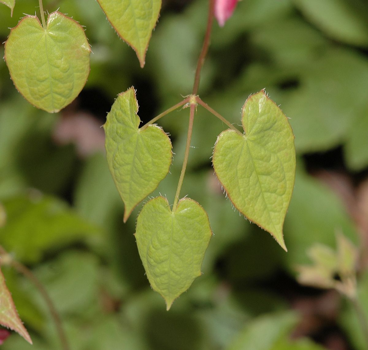 Berberidaceae Epimedium 