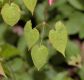 image of Epimedium 