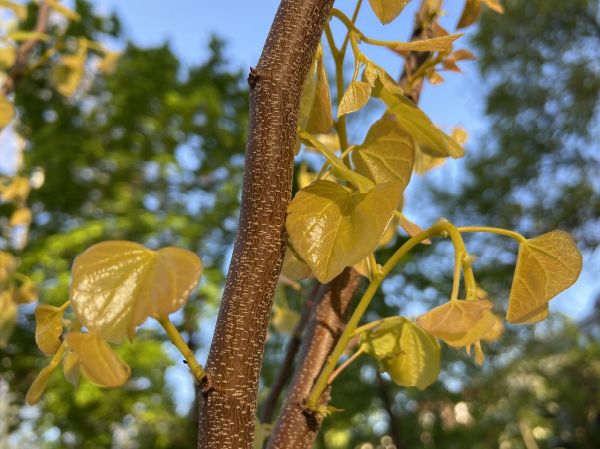 Fabaceae Cercis candensis