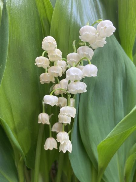 Asparagaceae Convallaria majalis